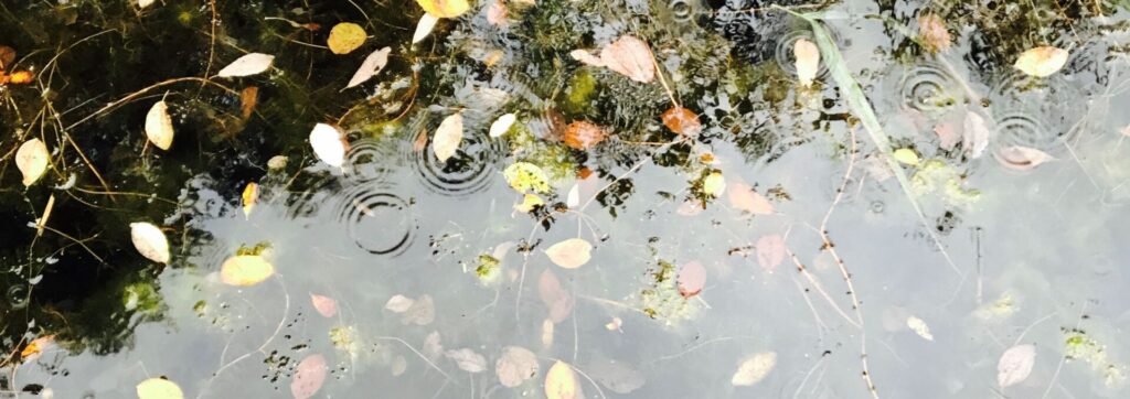 stillness in lake with leaves
